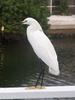 snowy egret