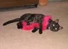 stripper cat 1