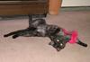 stripper cat 2