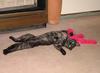 stripper cat 3
