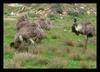 Australian Emus 3 -- common emu (Dromaius novaehollandiae)