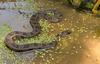 Brown Water Snake (Nerodia taxispilota)