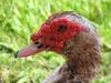 Muscovy Duck