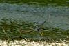 Striated Heron taking off