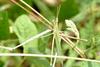 Green Hopper male (Acrida cinerea)