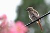 Phoenicurus auroreus (Juvenile Daurian Redstart)