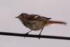 Phoenicurus auroreus (Juvenile Daurian Redstart)