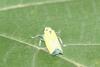 Black-tipped Leafhopper (Bothrogonia japonica )