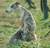 Whippet fatalis