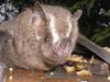 Bat
