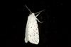 Moth (Spilosoma punctaria)