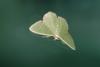 Green moth on window