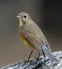 bird