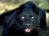 panther-black