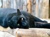 panther-black
