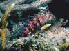Blenny?