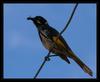 New Holland Honeyeater 1