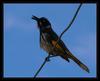 New Holland Honeyeater 2