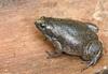 Eastern Narrow-mouthed Toad (Gastrophryne carolinensis)