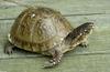 Three-toed Box Turtle (Terrapene carolina triunbuis)002