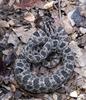 Western Pigmy Rattlesnake (Sistrurus miliarius streckeri)