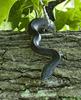Western Rat Snake (Elaphe obsoleta)