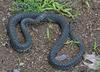 Speckled Kingsnake (Lampropeltis getula holbrooki)