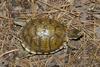 Three-toed Box Turtle (Terrapene carolina triunbuis)001