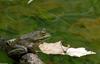 Walk in the Swamp - American Bullfrog (Rana catesbeiana)1005