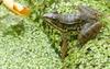 Walk in the Swamp - Northern Green Frog (Rana clamitans melanota) 1000
