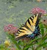 Walk in the Swamp - Tiger Swallowtail (Papilio glaucus)1014
