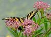 Walk in the Swamp - Tiger Swallowtail (Papilio glaucus)1015