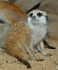 Juvenile Meerkat (Suricata suricatta)
