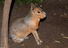 Patagonian Mara (Dolichotis patagona)