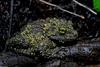 Mossy Frog (Theloderma corticale)