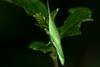 Atractomorpha lata, Smaller long-headed grasshopper
