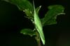 Atractomorpha lata, Smaller long-headed grasshopper