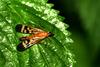 What kind of insect is this? -- scorpionfly? --> Panorpa orientalis