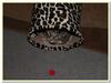 tiny tiger 1/2