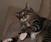 scary cat pic for Adrian