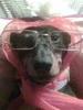 This is my wiener dog sadie but we call her wiener
