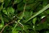 Green Hopper, nymph