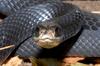 Northern Black Racer (Coluber constrictor constrictor)0003