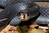 Northern Black Racer (Coluber constrictor constrictor)0004