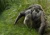 Giant Anteater (Myrmecophaga tridactyla)0100