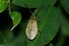 Stinkbug nymph