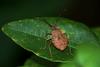 Stinkbug nymph