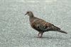 Oriental Turtle Dove Streptopelia orientalis