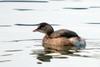 Little Grebe in winter plumage