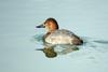 Common Pochard